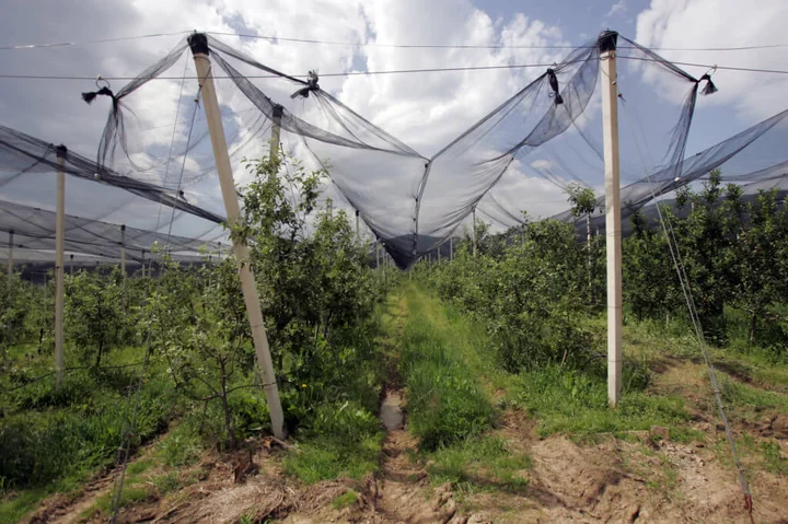 Siatki zabezpieczające drzewa i krzewy — kiedy warto je stosować i jakie dają efekty?