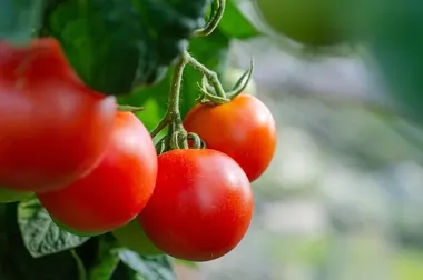 Jak wybrać odmiany pomidorów szklarniowych? Poradnik dla producenta