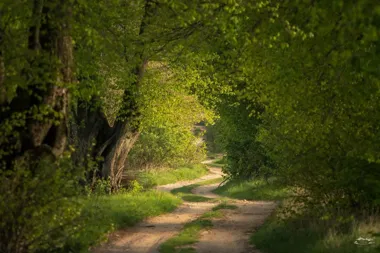 Grafika promocyjna wydarzenia Znajdź chwilę na spacer w naturze – SlowWalk Narwi