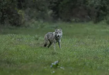 Wilki w rejonie dwóch ulic. Straż Miejska sprawdza zgłoszenia
